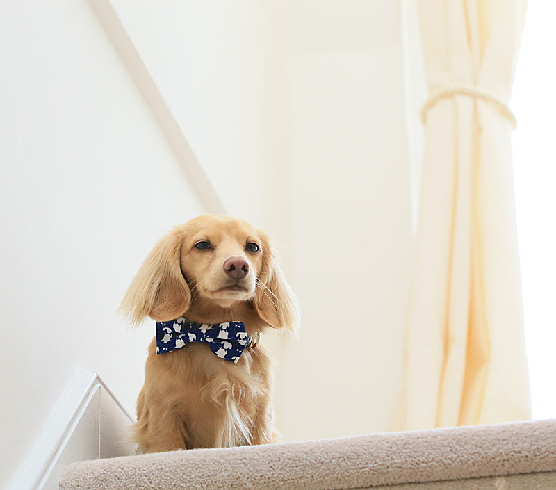 Bowtie, collar - CHRISTMAS SHOPPING  AT TEDDY MAXIMUS - As seen in Dec 2015 'Vogue Magazine'