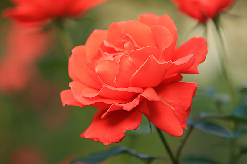 SEPTEMBER 2014-9 - FOUR SEASONS MUSEUM GARDENS