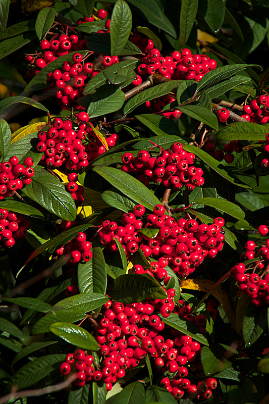 DECEMBER 2014-3 - FOUR SEASONS MUSEUM GARDENS