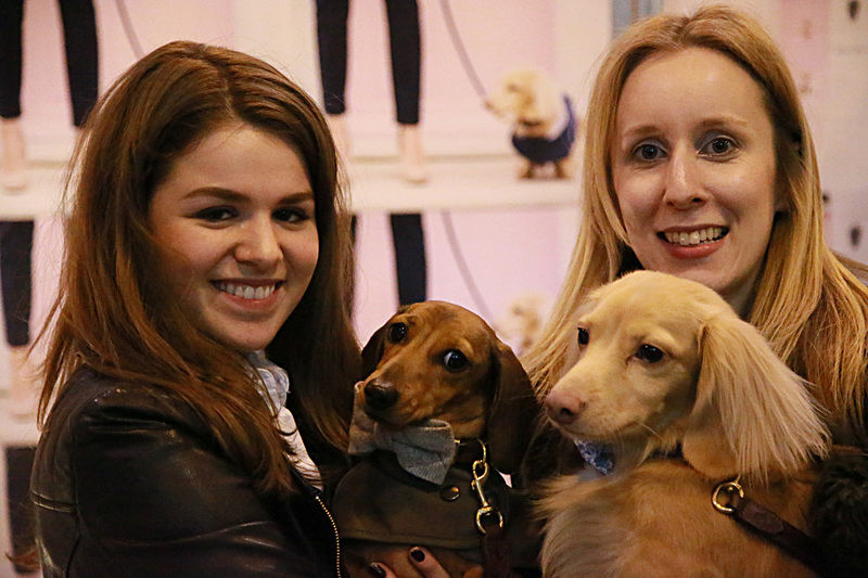 BV6R9530 - TEDDY MAXIMUS at Crufts March 2016. https://teddymaximus.com/
