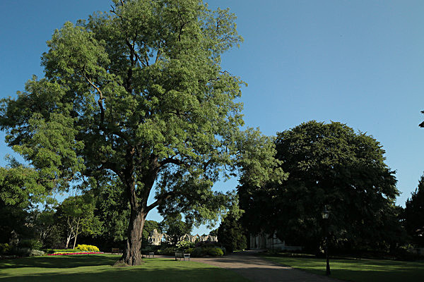 IMGL7599 - MUSEUM GARDENS
