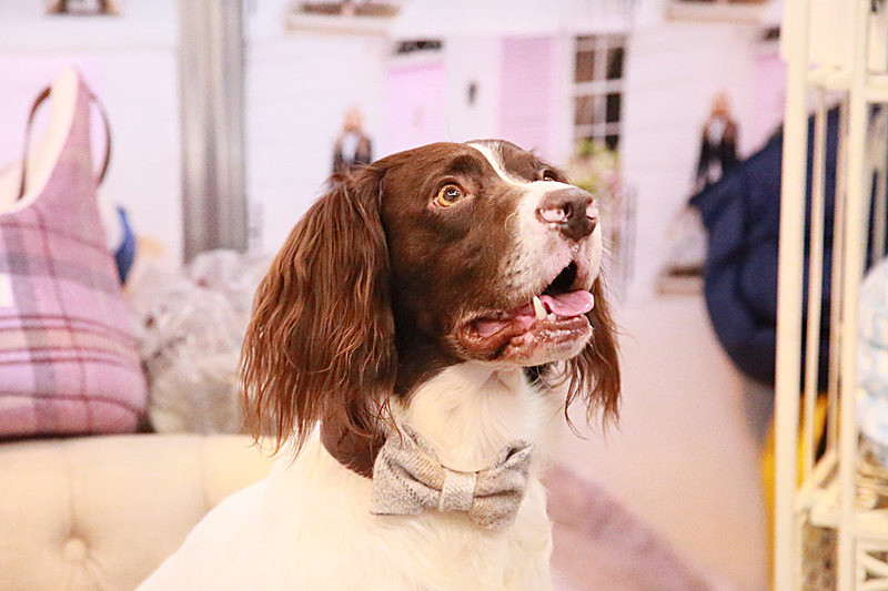 BV6R9099 - TEDDY MAXIMUS at Crufts March 2016. https://teddymaximus.com/