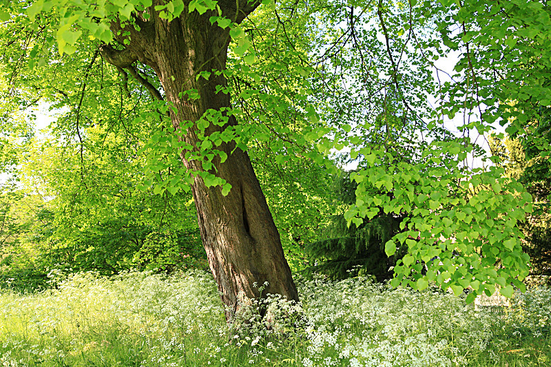 JUNE 2015 -4 - FOUR SEASONS MUSEUM GARDENS
