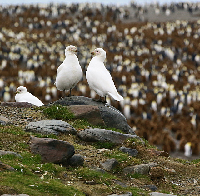  - ANTARCTICA NOV 2014
