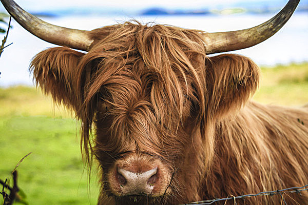 HIGHLAND COW PORT APPIN  SCOTLAND- - SCOTLAND  WESTERN ISLES, SEPT 2013