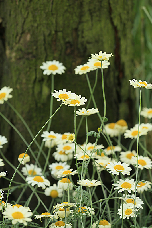 JUNE 2014 -5 - FOUR SEASONS MUSEUM GARDENS