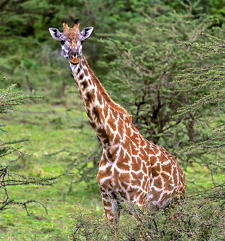  - MASAI MARA, KENYA  OCT 2014