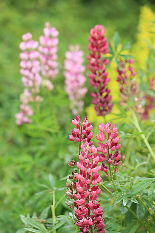 JUNE 2014-13 - FOUR SEASONS MUSEUM GARDENS