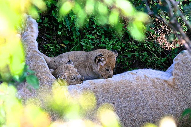  - MASAI MARA, KENYA  OCT 2014