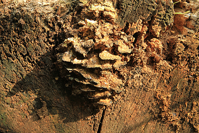 SEPTEMBER 2014-8 - FOUR SEASONS MUSEUM GARDENS