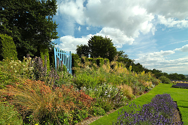 IMGL8012 - Version 2 - LAVENDER FARM  TERRINGTON  YORK