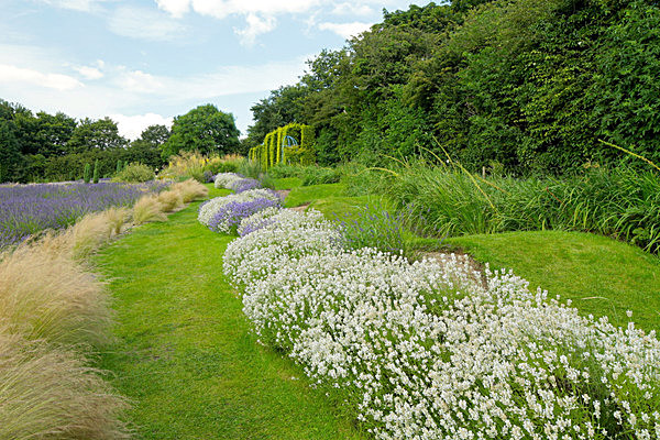 IMGL7974 - Version 2 - LAVENDER FARM  TERRINGTON  YORK