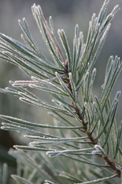 14  Frosted Pine - WINTER