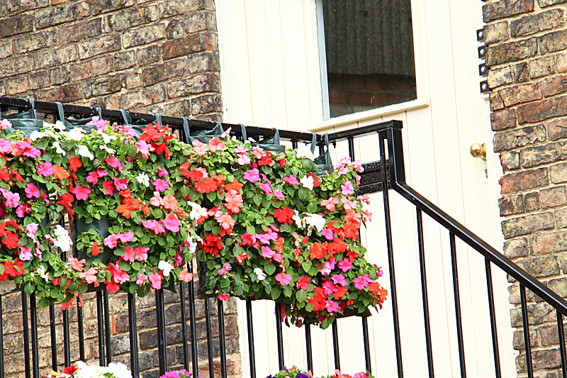 IMG_7586 - MALTON IN BLOOM 2017