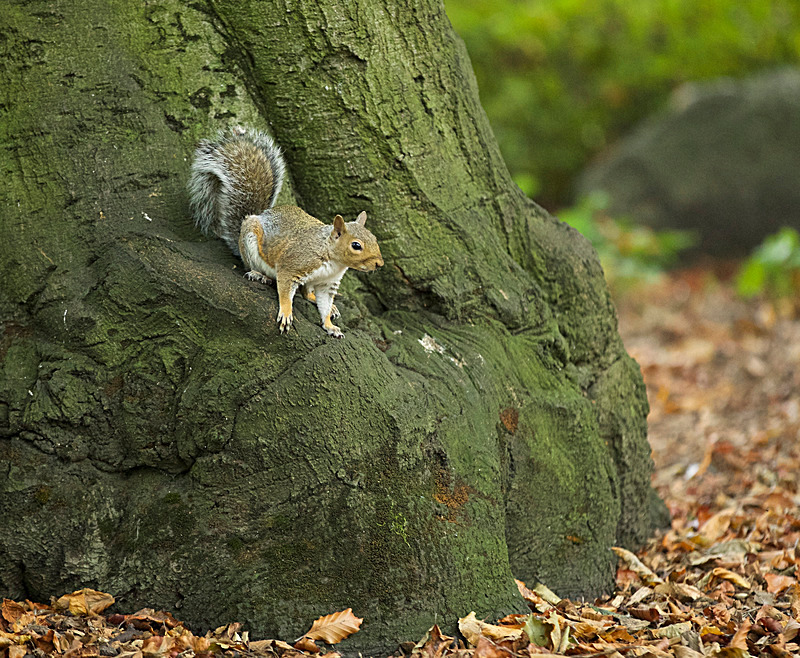 SEPTEMBER 2014-2 - FOUR SEASONS MUSEUM GARDENS