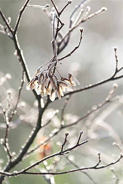 101_4634 WINTER JEWELS  - YORK SNOW 2008