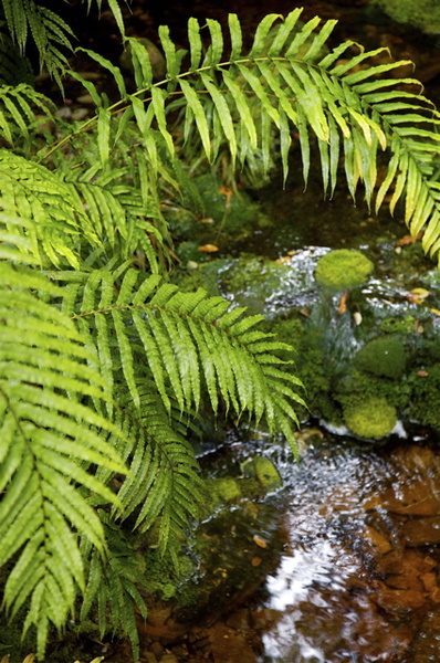 FERNS AT LAKE MATHESON - NEW ZEALAND