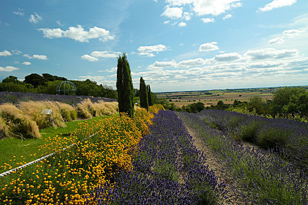 IMGL7944 - Version 2 - LAVENDER FARM  TERRINGTON  YORK