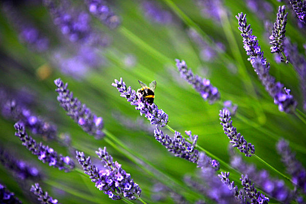 IMG_8750 - Version 2 - LAVENDER FARM  TERRINGTON  YORK