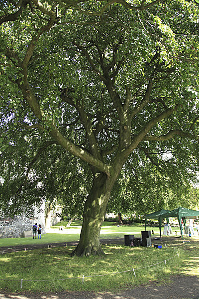 IMG_8255_2 - MUSEUM GARDENS
