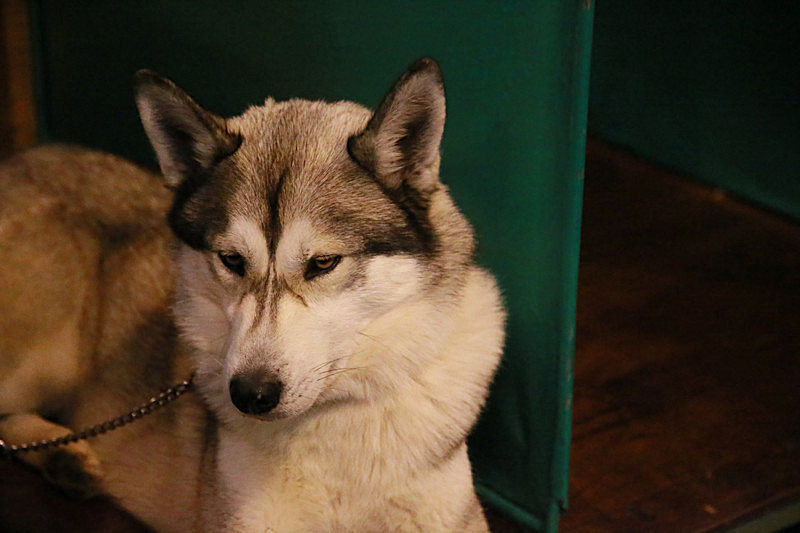 BV6R9486 - TEDDY MAXIMUS at Crufts March 2016. https://teddymaximus.com/