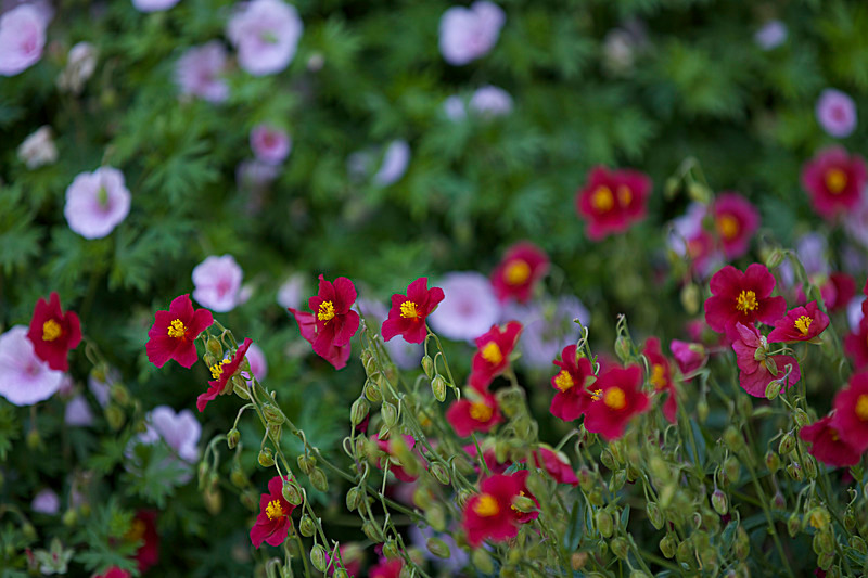 JUNE 2015-28 - FOUR SEASONS MUSEUM GARDENS