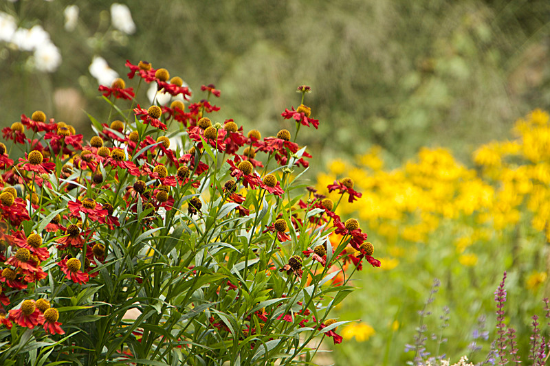 AUGUST 2014 -2 - FOUR SEASONS MUSEUM GARDENS