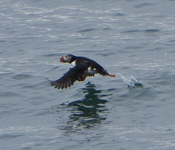 IMG_8773Puffin take off 2 - SVALBARD 2013