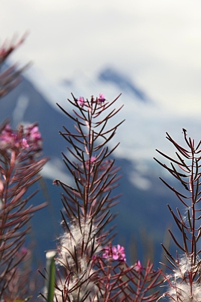  - ALASKA