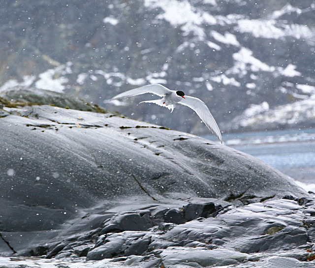  - ANTARCTICA NOV 2014