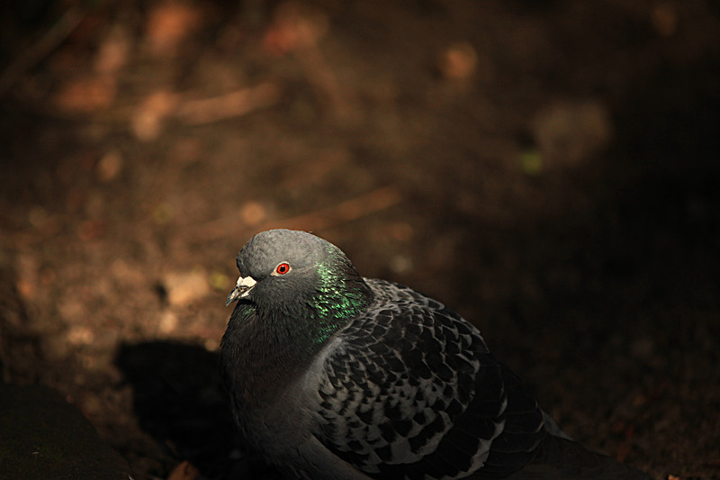 MARCH 2015-4 - FOUR SEASONS MUSEUM GARDENS