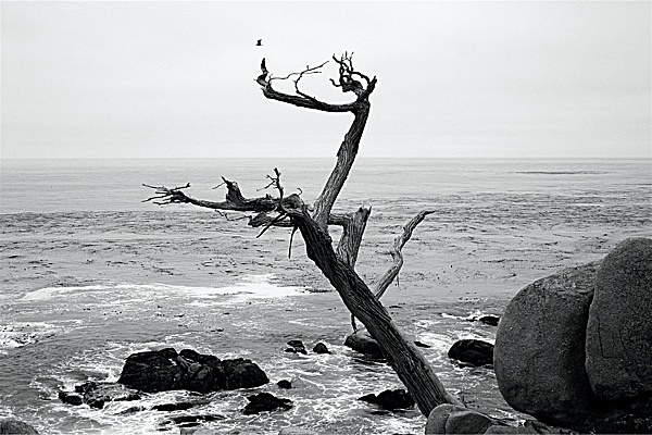 CS182 TREE, PEBBLE BEACH,CALIFORNIA - BLAKE GALLERY EXHIBITION Fri 20th Feb - Sat 7th March 2009
