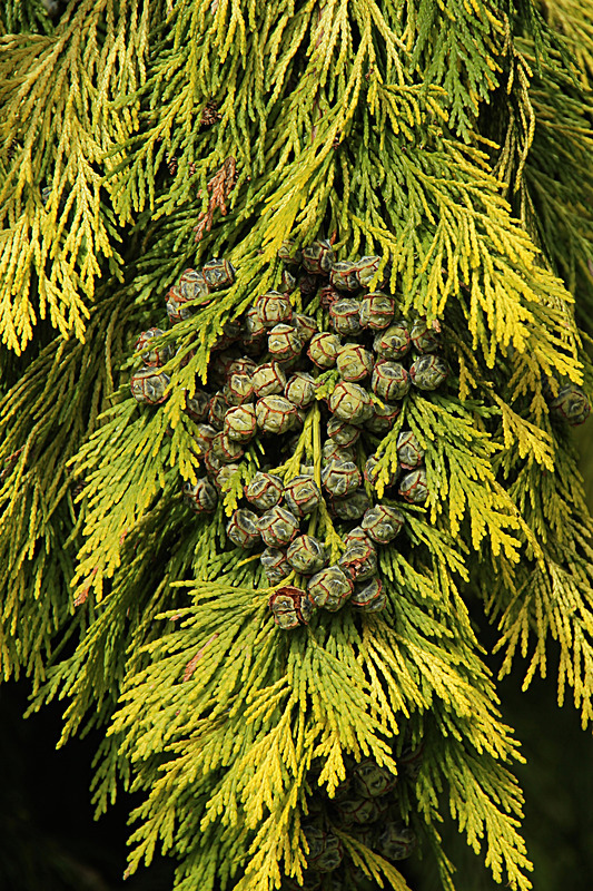 AUGUST 2014  -12 - FOUR SEASONS MUSEUM GARDENS