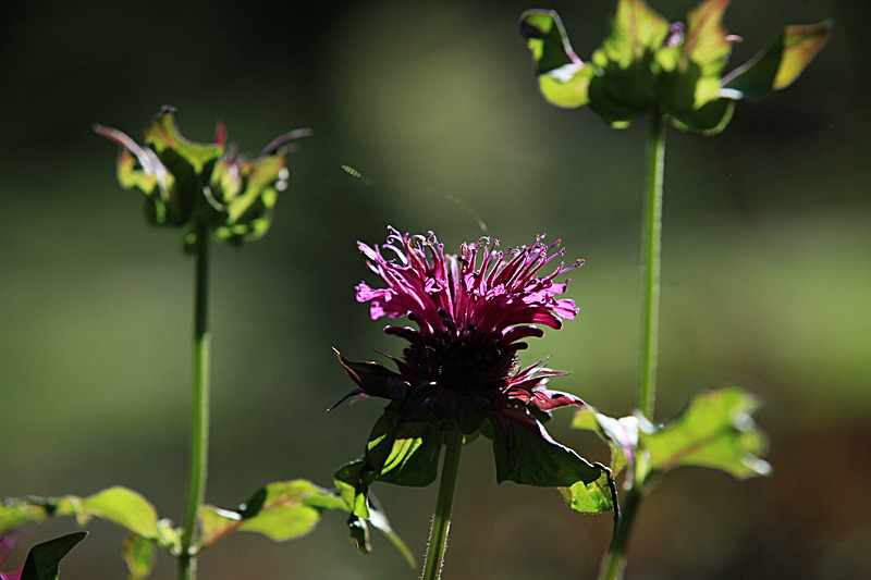 JULY 2014  -21 - FOUR SEASONS MUSEUM GARDENS