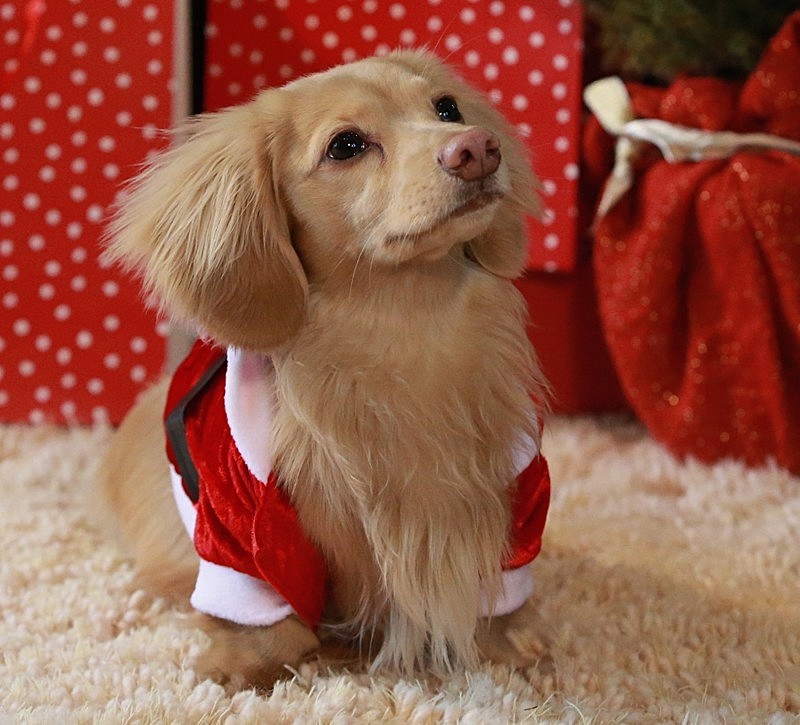 Teddy Christmas - CHRISTMAS SHOPPING AT TEDDY MAXIMUS - As seen in Dec 2015 'Vogue Magazine'
