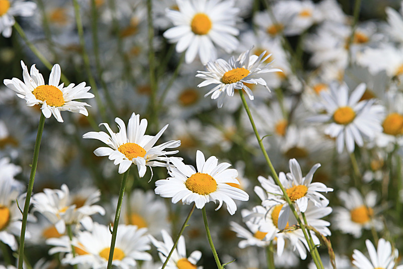JUNE 2015-31 - FOUR SEASONS MUSEUM GARDENS