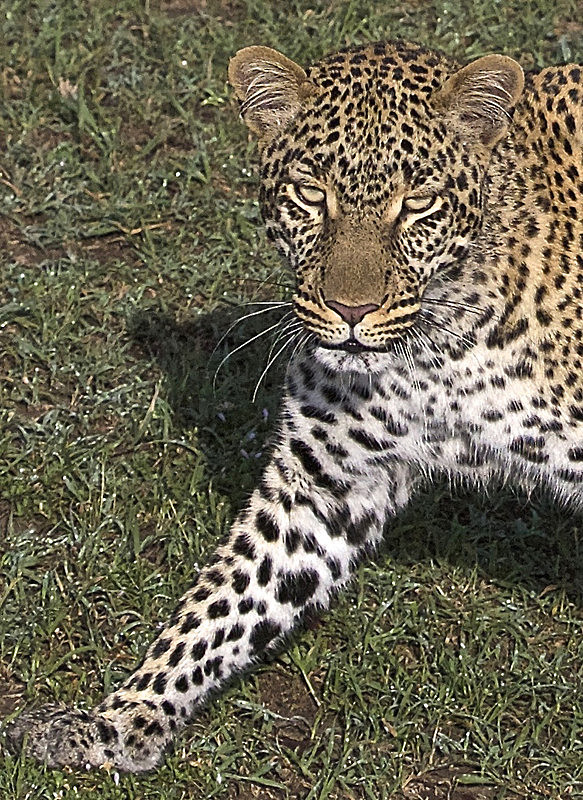  - MASAI MARA, KENYA  OCT 2014