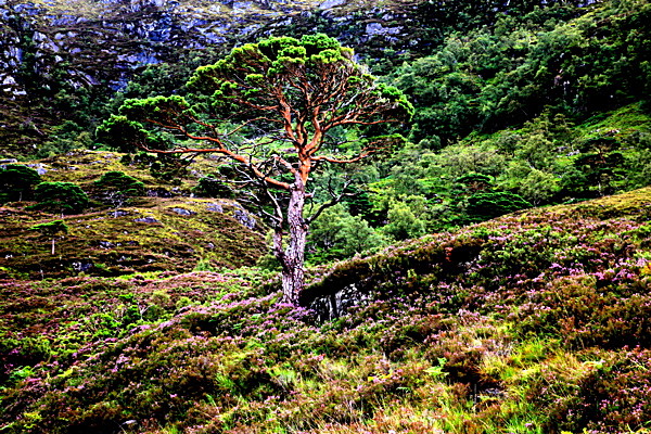 20100827_0222_2 - SCOTLAND 2010