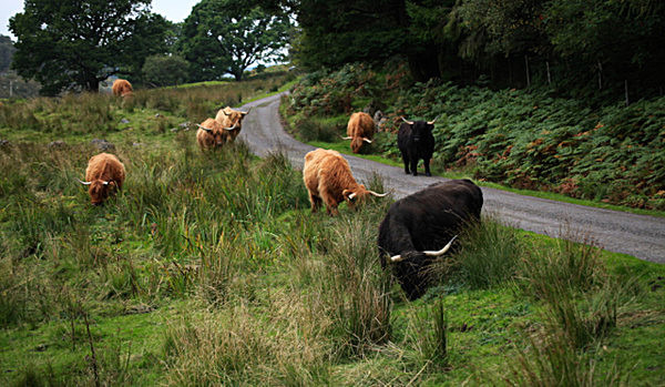 HIGHLAND CATTLE - SCOTLAND  WESTERN ISLES, SEPT 2013