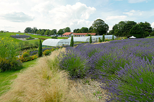 IMGL7975 - Version 3 - LAVENDER FARM  TERRINGTON  YORK