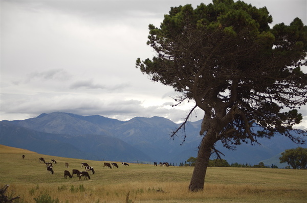 KAIKURA - NEW ZEALAND