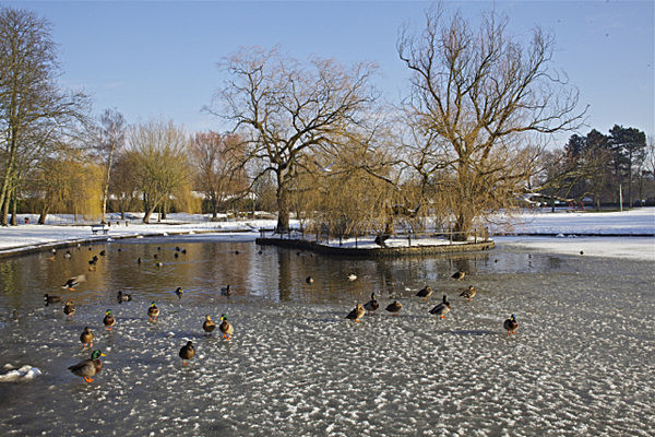 IMG_DUCKS ON THE FROZEN LAKE ROWNTREES PARKYORK - Version 2 - YORK SNOW 2008