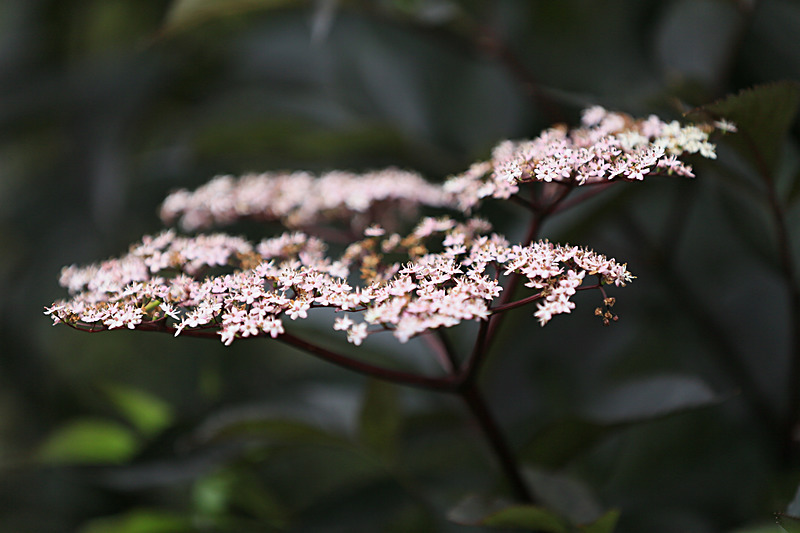 JUNE 2014 -2 - FOUR SEASONS MUSEUM GARDENS