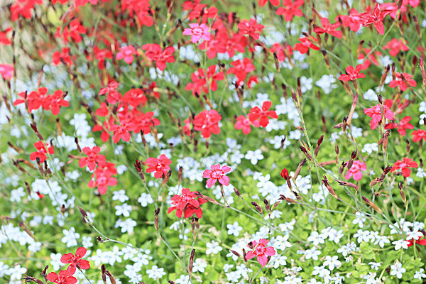 IMGL5565 - MUSEUM GARDENS
