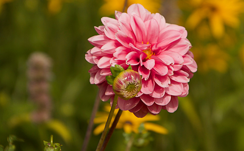 AUGUST 2014-3 - FOUR SEASONS MUSEUM GARDENS