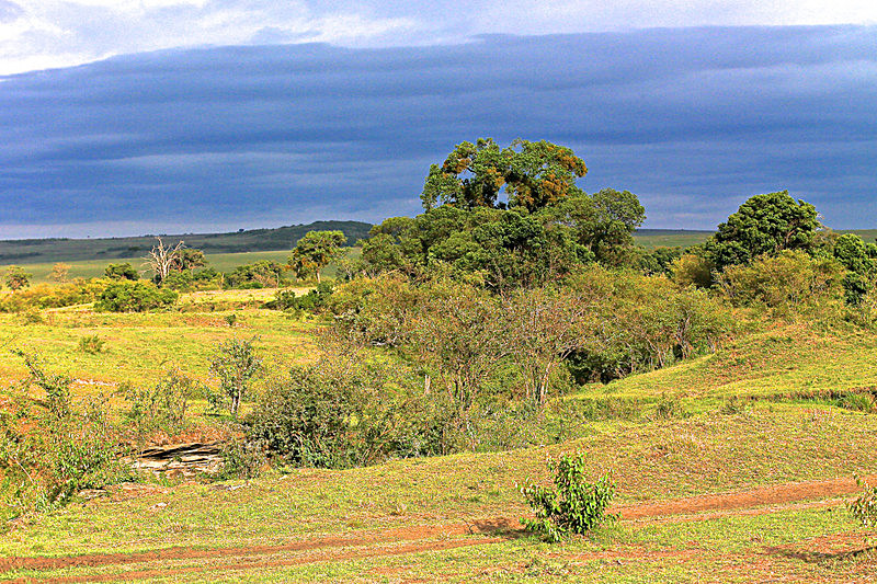 - MASAI MARA, KENYA  OCT 2014