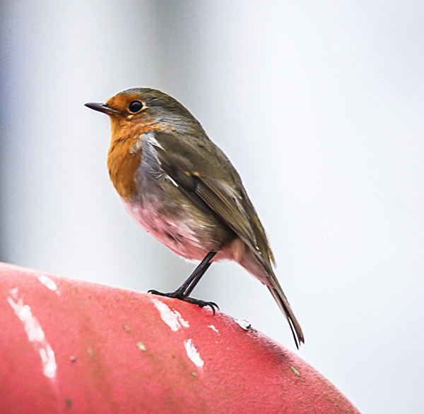 ROBIN CRINAN  SCOTLAND- - SCOTLAND  WESTERN ISLES, SEPT 2013