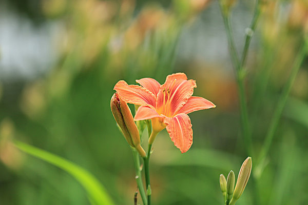 IMGL5623 - MUSEUM GARDENS