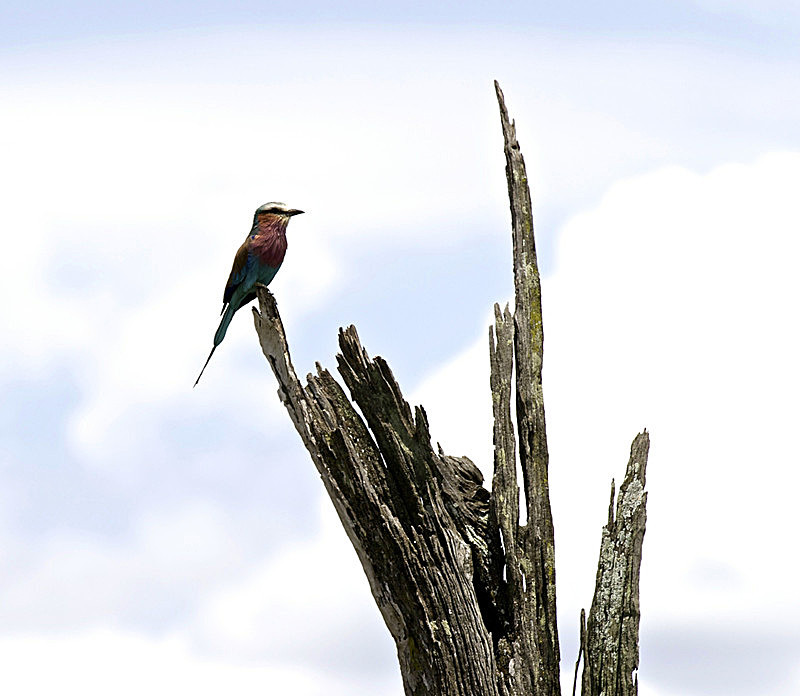  - MASAI MARA, KENYA  OCT 2014