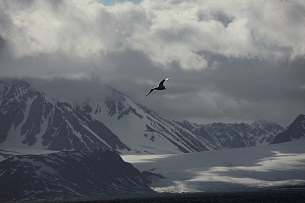 IMG_9559 - SVALBARD 2013
